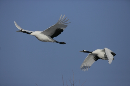 Red-crowned crane,  Japanese crane, Grus japonensis, two birds in flight,  Japanの写真素材