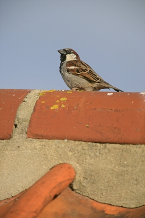 House sparrow, Passer domesticus, single male on roof の写真素材