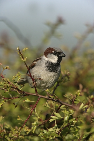 House sparrow, Passer domesticus, single male on branch の写真素材