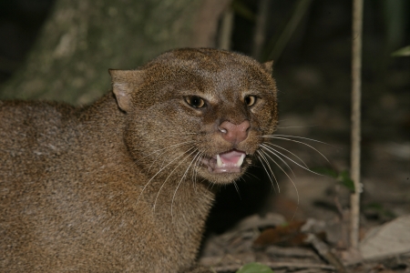 Jaguarundi, Herpailurus yaguarondi, single mammal on ground, In Belizeの写真素材
