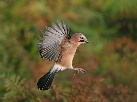 Jay, Garrulus glandarius, single bird in flight, West Midlands, UK      の写真素材