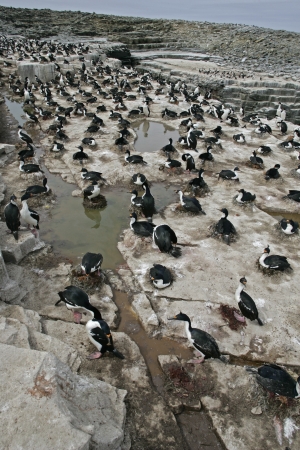 King cormorant, Phalacrocorax atriceps albiventer, group in colony, Falklands
の写真素材