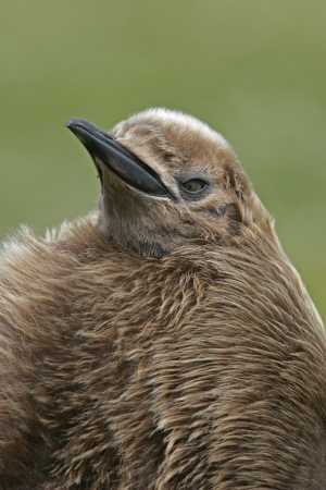 King penguin, Aptenodytes patagonicus, young bird, Falklands       の写真素材