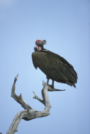 Lappet-faced vulture, Torgos tracheliotus, single bird on branchの写真素材