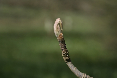 Mountain ash, Sorbus aucuparia, bud on twig の写真素材