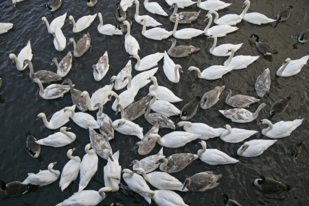 Mute swan, Cygnus olor, large group of birds, UKの写真素材
