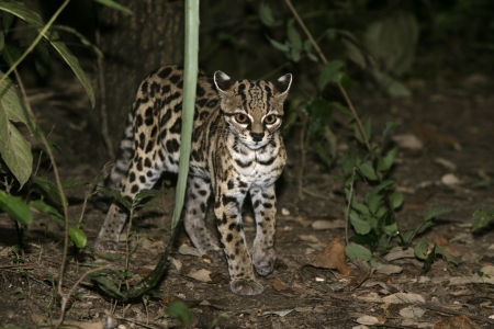 Margay or tiger cat or little tiger, Leopardus wiedii, single cat In Belize, 
