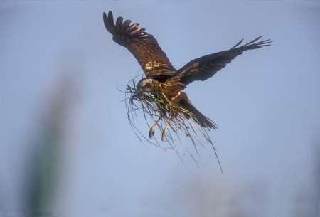 Marsh harrier, Circus aeruginosus, single female in flight with nest material, Poland