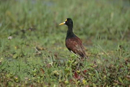 Northern jacana, Jacana spinosa, single bird on grass, Belize