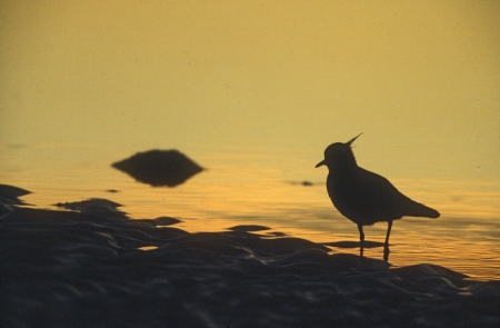 Northern lapwing, Vanellus vanellus, single bird by water, Yorkshireの写真素材
