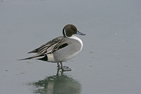 Northern pintail, Anas acuta, single male on ice, Japanの写真素材