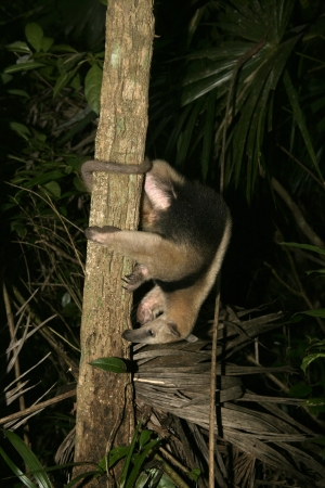 Northern tamandua, Tamandua mexicana, single mammal in Belizeの写真素材