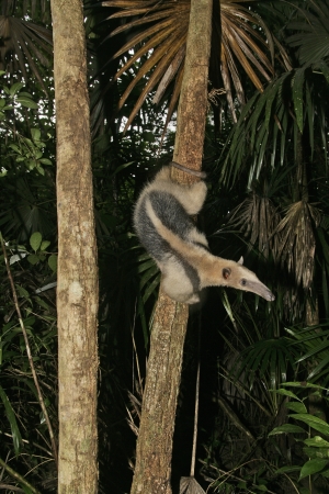 Northern tamandua, Tamandua mexicana, single mammal in Belize
の写真素材