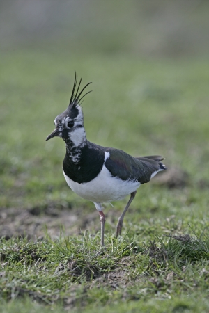 Northern lapwing, Vanellus vanellus, single bird on grass, Yorkshireの写真素材