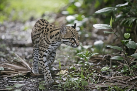 Ocelot, Leopardus pardalis, single cat In Belizeの写真素材