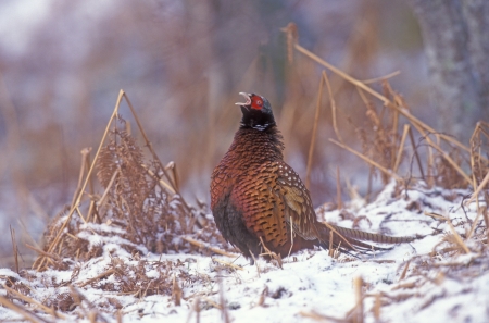 Pheasant, Phasianus colchicus, single male calling, UKの写真素材