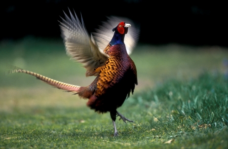Pheasant, Phasianus colchicus, single male calling, UKの写真素材