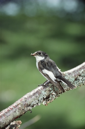 Pied flycatcher,  Ficedula hypoleuca, single male on branch, Wales
の写真素材