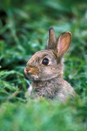 Rabbit, Oryctolagus cuniculus, single mammal in grass, UK         