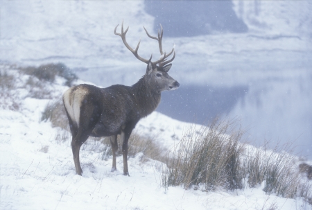 Red deer, Cervus elaphus, single male, UKの写真素材