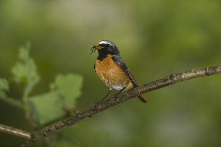 Common redstart, Phoenicurus phoenicurus, single male on branch, Wales