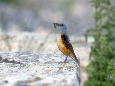 Rock thrush, Monticola saxatilis, single male on rock, Spainの写真素材
