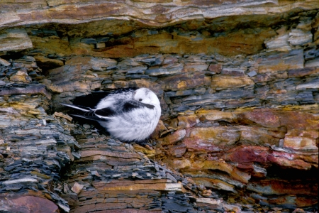 Snow bunting, Plectrophenax nivalis, single bird on rock roosting, Scotland