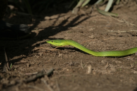 Green vine snake,  Oxybelis fulgidus, single reptile, Belizeの写真素材