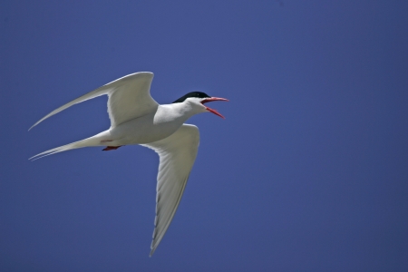 South American tern, Sterna hirundinacea, single bird in flight, Falklands