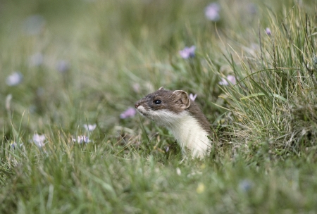 Stoat, Mustela erminea, single mammal, UKの写真素材