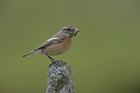 Stonechat,  Saxicola torquata, single female on post,  Scotland             の写真素材