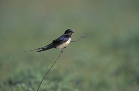 Swallow,  Hirundo rustica, single bird on fence, Norfolk, UK             の写真素材
