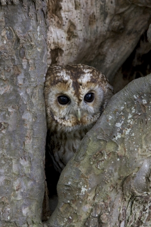 Tawny owl, Strix aluco, single bird in treeの写真素材