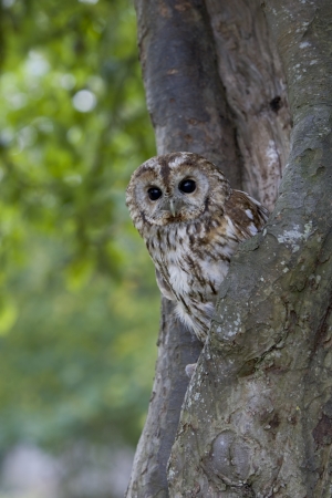 Tawny owl, Strix aluco, single bird in treeの写真素材
