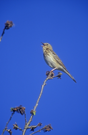 Tree pipit, Anthus trivialis, single bird on branch, Estoniaの写真素材
