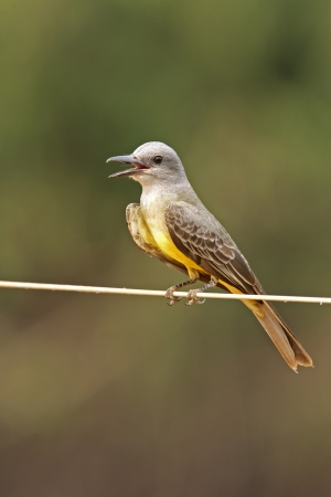 Tropical kingbird,  Tyrannus melancholicus, single bird on fence, Brazilの写真素材