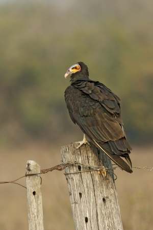 Turkey vulture,  Cathartes aura, single bird on post, Brazilの写真素材
