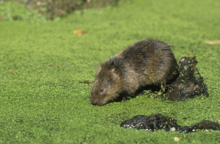 Water vole,  Arvicola terrestris, single mammal by water,        
Derbyshire, UKの写真素材
