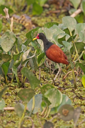 Wattled jacana,  Jacana jacana, single bird by water, Brazil