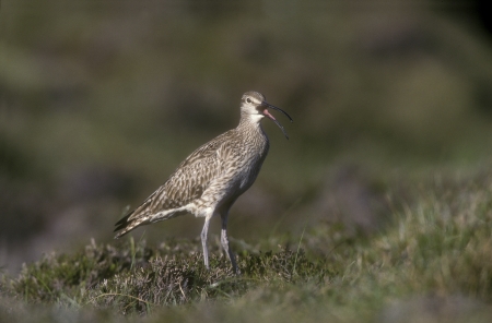 Whimbrel, Numenius phaeopus, single bird on grass, Shetlandの写真素材