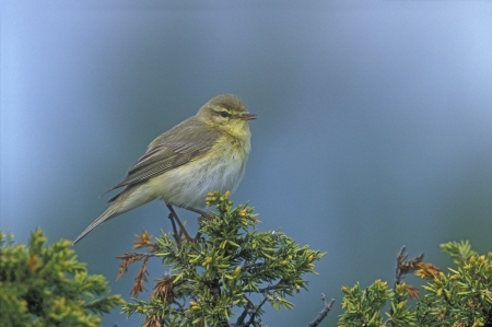 Willow warbler, Phylloscopus trochilus, single bird on branch, Devon, UK     の写真素材