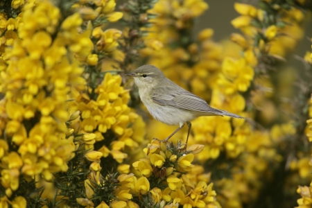 Willow warbler, Phylloscopus trochilus, single bird on branch, Devon, UK     