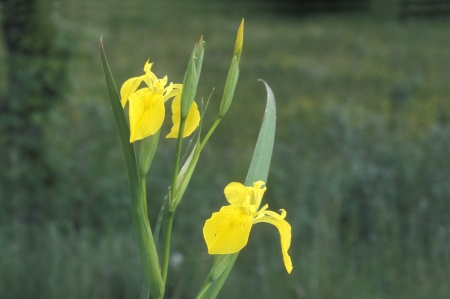 Yellow iris, Iris pseudachorus, flowers in wetlandÂ             