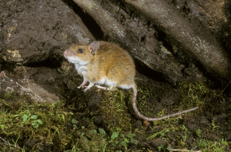 Yellow-necked mouse,  Apodemus flavicollis, single mammal on branch, UKの写真素材
