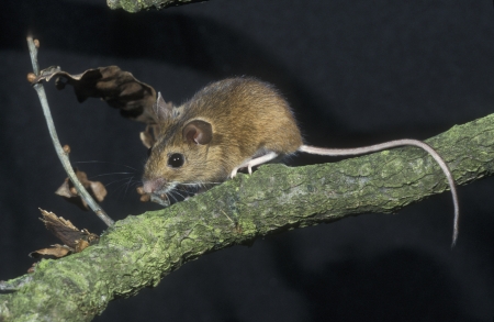 Yellow-necked mouse,  Apodemus flavicollis, single mammal on branch, UKの写真素材