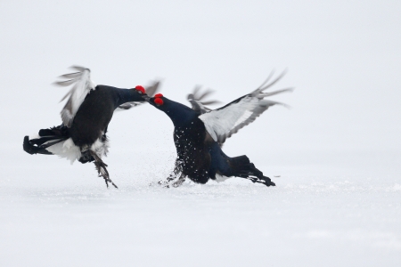 Black grouse, Tetrao tetrix two males fighting on snow          の写真素材