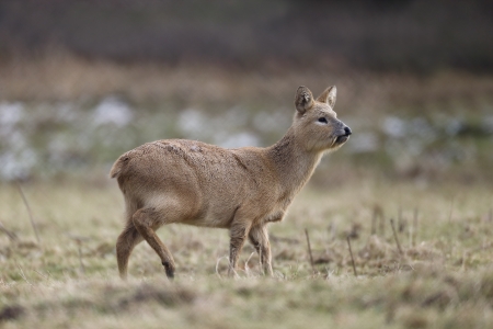 Chinese water deer, Hydropotes inermis on grassの写真素材