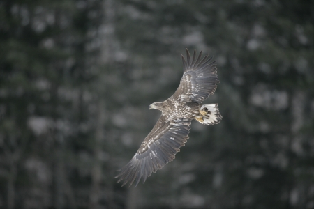 White-tailed sea-eagle, Haliaeetus albicilla   single juvenile in flight