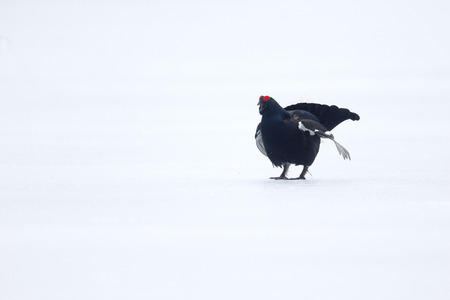 Black grouse, Tetrao tetrix on snowの写真素材