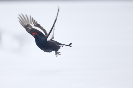 Black grouse, Tetrao tetrix taking offの写真素材